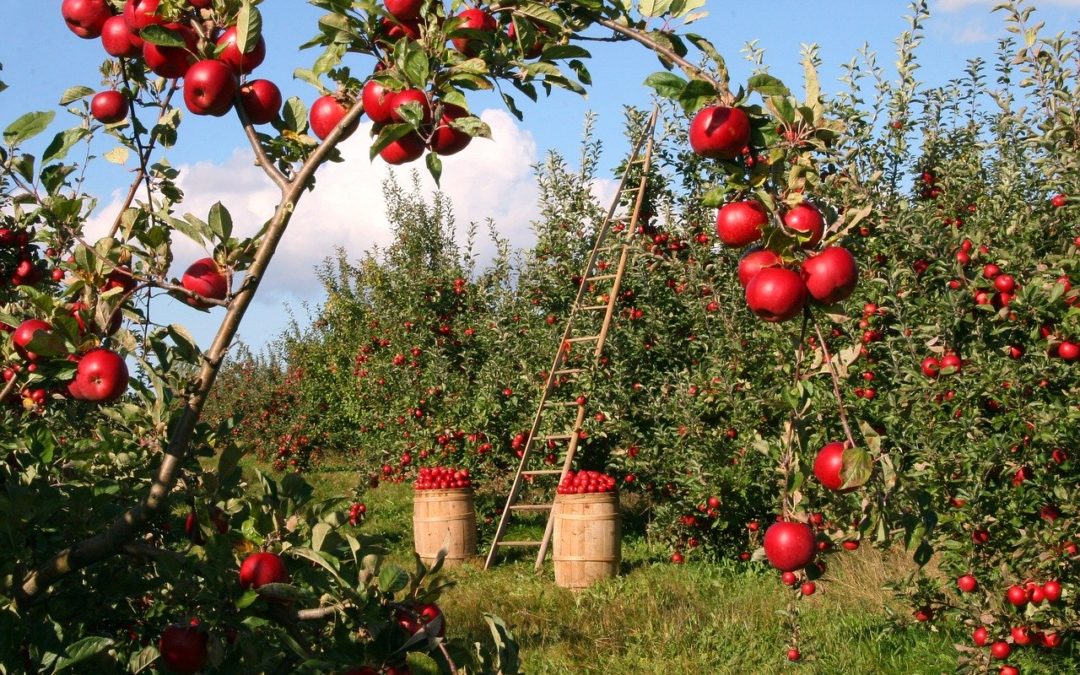 Apples The Fruit Of Knowledge