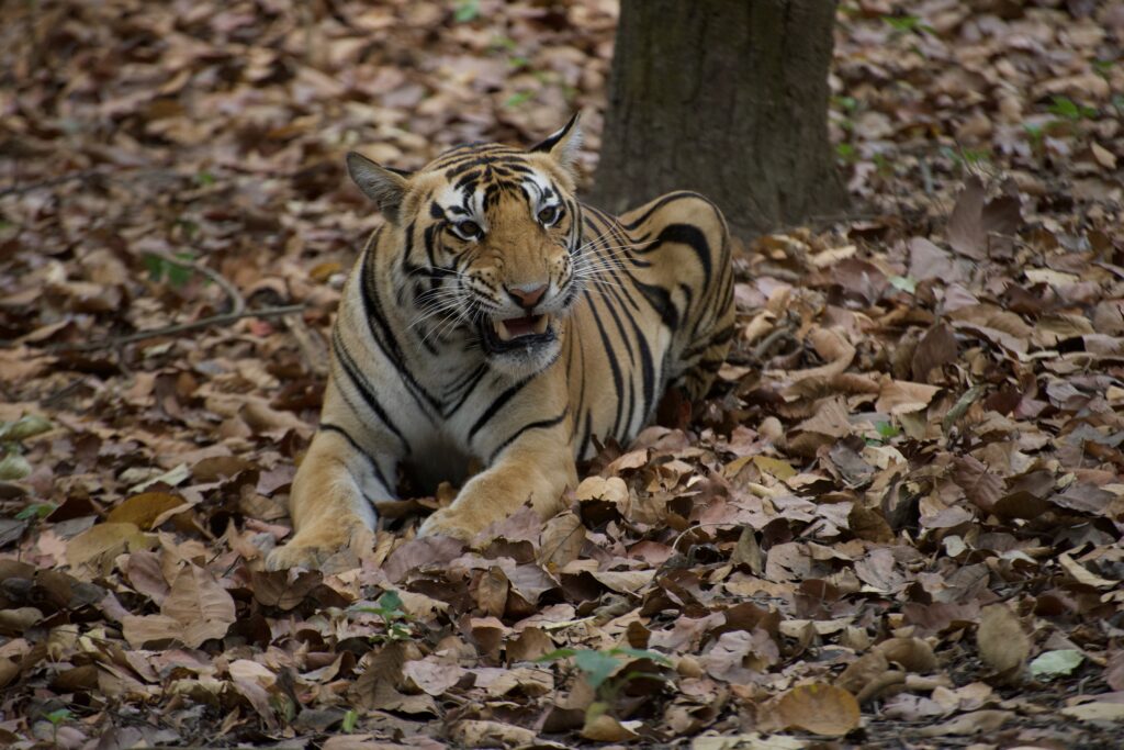 In the Eye of the Tiger: A Tale of Adventure and Mindfulness