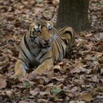 In the Eye of the Tiger: A Tale of Adventure and Mindfulness