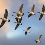 Life’s_True_Fulfillment_It’s_in_the_Journey_Not_the_Finish_Line_(@Best-Holistic-Life-Magazine_@Featured-Article_Virginia-Oman)_Cover-Photo