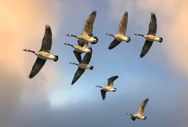 Life’s_True_Fulfillment_It’s_in_the_Journey_Not_the_Finish_Line_(@Best-Holistic-Life-Magazine_@Featured-Article_Virginia-Oman)_Cover-Photo