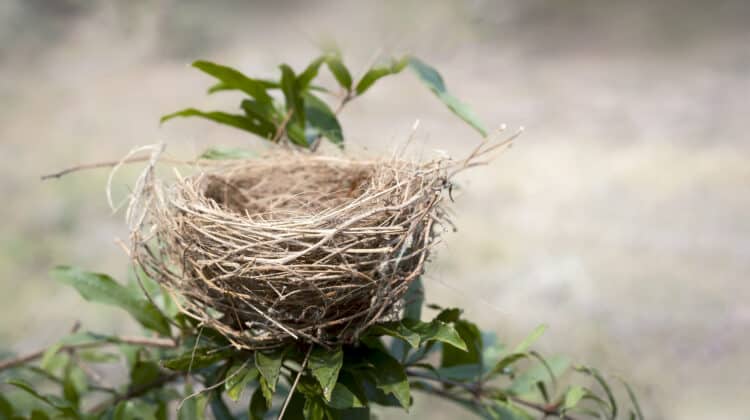 virginia-oman-empty-nest - Virginia Oman_(@Best-Holistic-Life-Magazine)