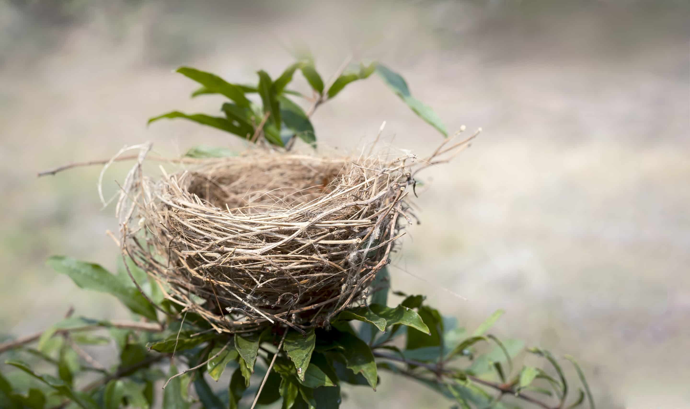 virginia-oman-empty-nest - Virginia Oman_(@Best-Holistic-Life-Magazine)
