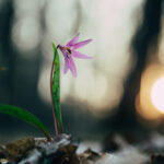 Grit_Guts_and_he_Courage_to_Harvest_Growth_(@Best-Holistic-Life-Magazine @Karen-Goslin)